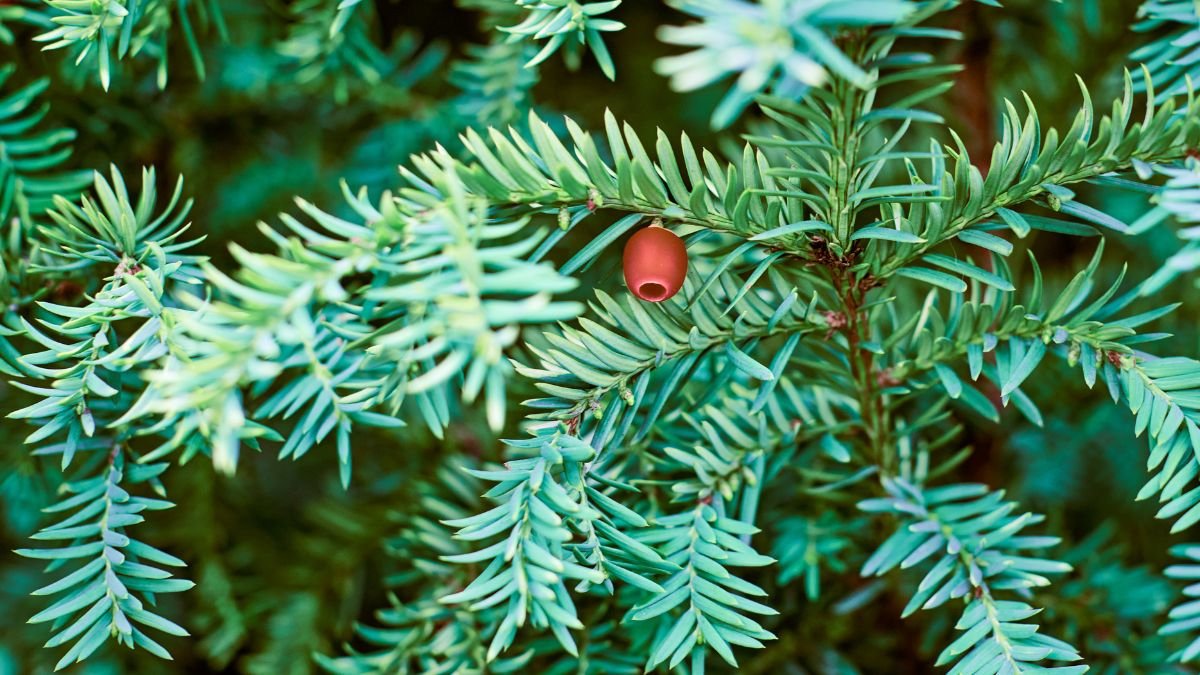 Egy közönséges tiszafa ágán zöld tűlevelek és egy piros bogyó látható, ami a fa jellemzője.
