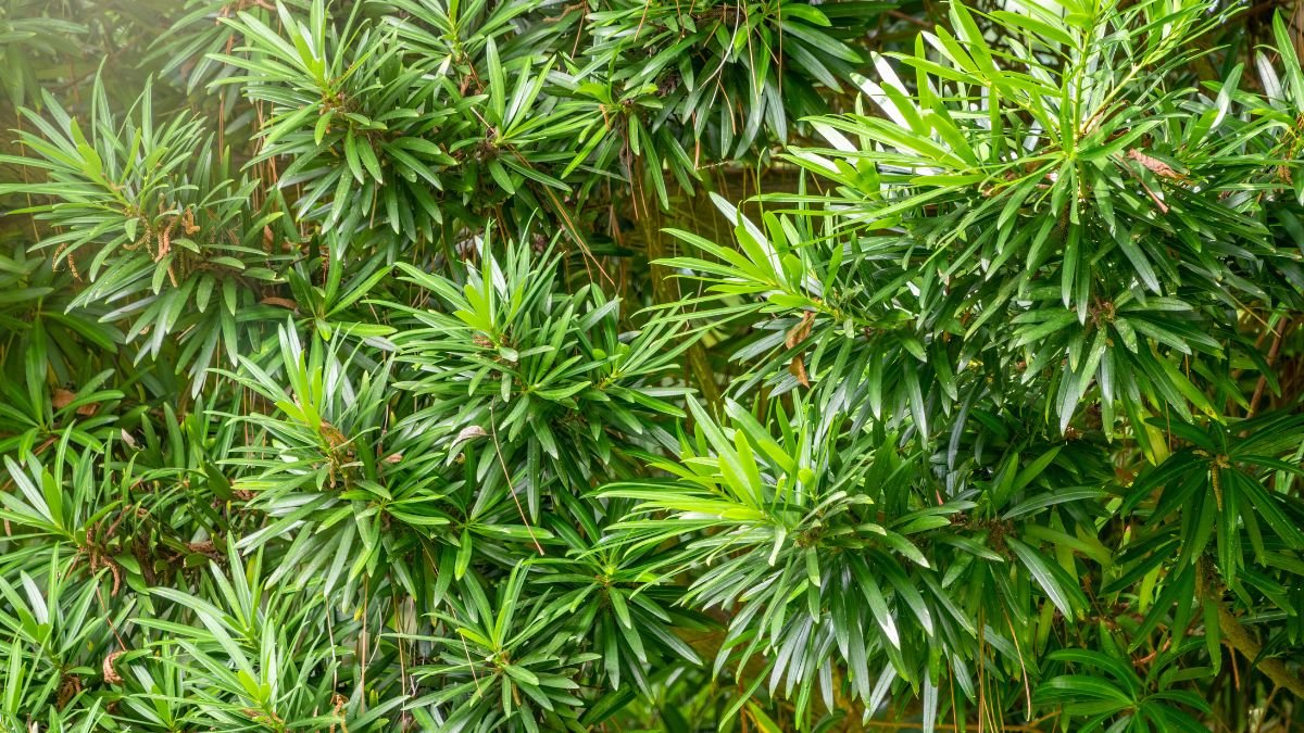 Egy buja, zöld közönséges tiszafa (Taxus baccata) lombozata, amely egészséges és dús megjelenést mutat, ideális díszkertbe.