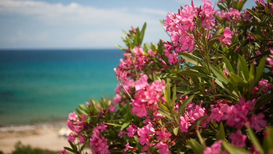 leander Nerium oleander 1