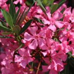 leander Nerium oleander