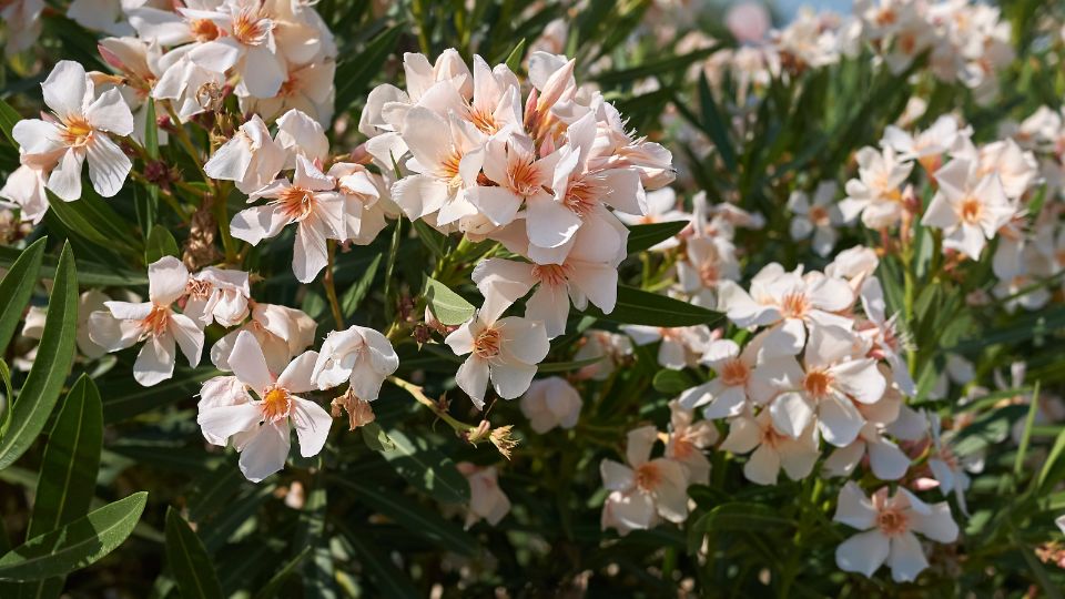 leander Nerium oleander 2