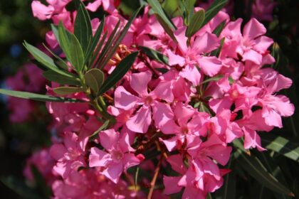 leander Nerium oleander