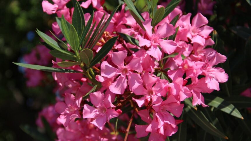 leander Nerium oleander