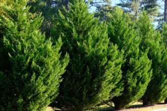 Zöld leylandi ciprusok sorakoznak egy napsütötte kertben, dús lombozattal.