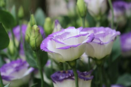 liziantusz Eustoma russellianum