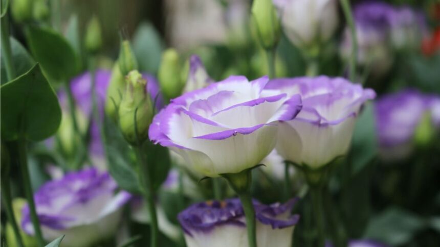 liziantusz Eustoma russellianum