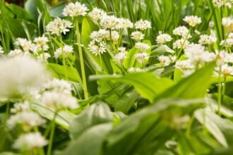 Bokros medvehagyma virágai zöld levelek között, tavaszi kert látványa.