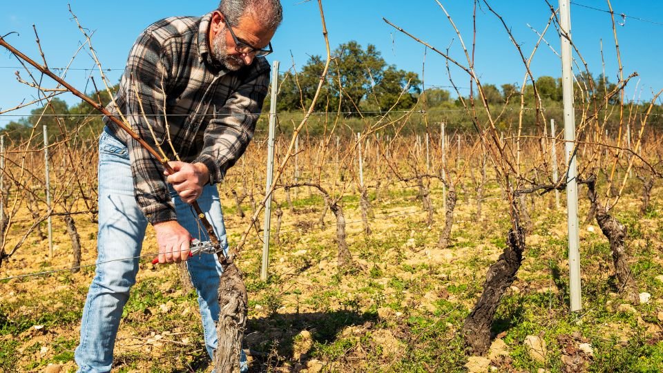 Egy férfi szőlőt metszenek a napfényben egy szőlőültetvényen.