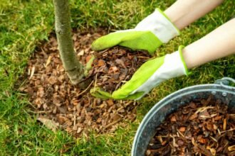 Kertészkedés során mulcsot terítenek egy fiatal fa köré, zöld kesztyűben.