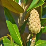 nagyviragu liliomfa vagy orokzold liliomfa Magnolia grandiflora