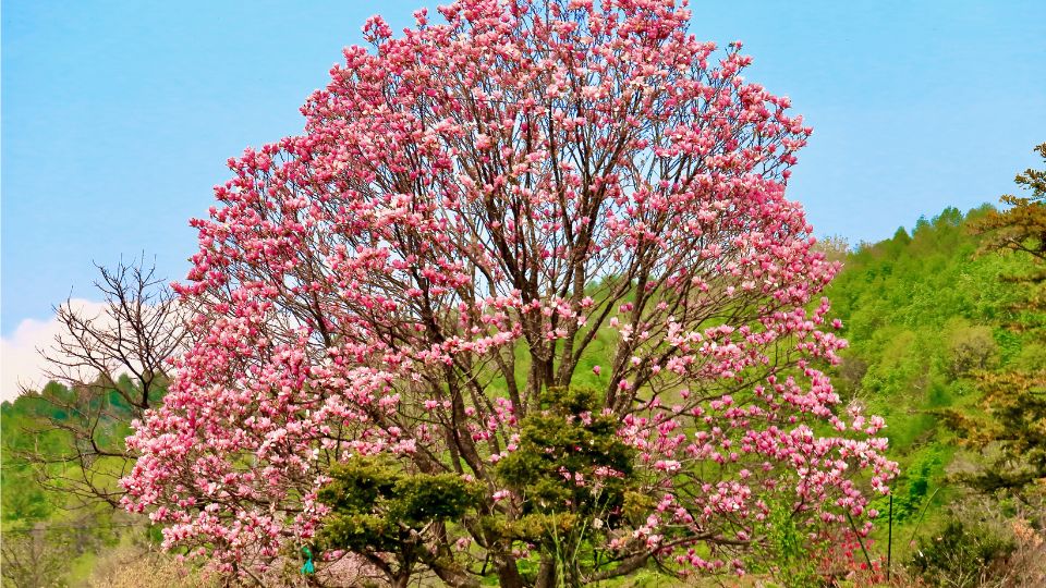 nagyviragu liliomfa vagy orokzold liliomfa Magnolia grandiflora 2