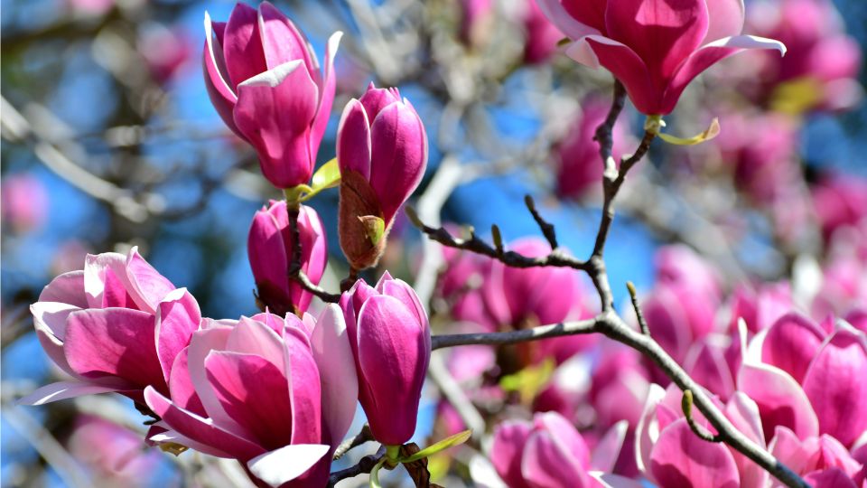 nagyviragu liliomfa vagy orokzold liliomfa Magnolia grandiflora 3