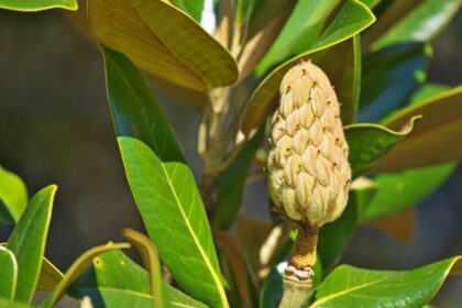 nagyviragu liliomfa vagy orokzold liliomfa Magnolia grandiflora