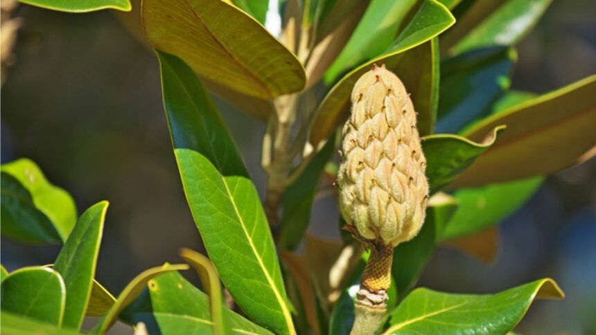 nagyviragu liliomfa vagy orokzold liliomfa Magnolia grandiflora