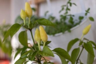 Friss, sárga paprikák felnőtt növényen, zöld levelekkel, háttérben fűszernövények.