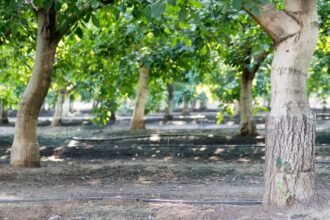 Diófák sorakoznak egy napfényes kertben, zöld levelekkel és földdel körbevéve.