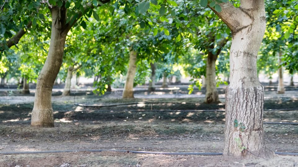 Diófák sorakoznak egy napfényes kertben, zöld levelekkel és földdel körbevéve.