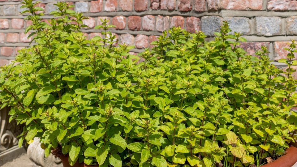 oregano Origanum vulgare 2