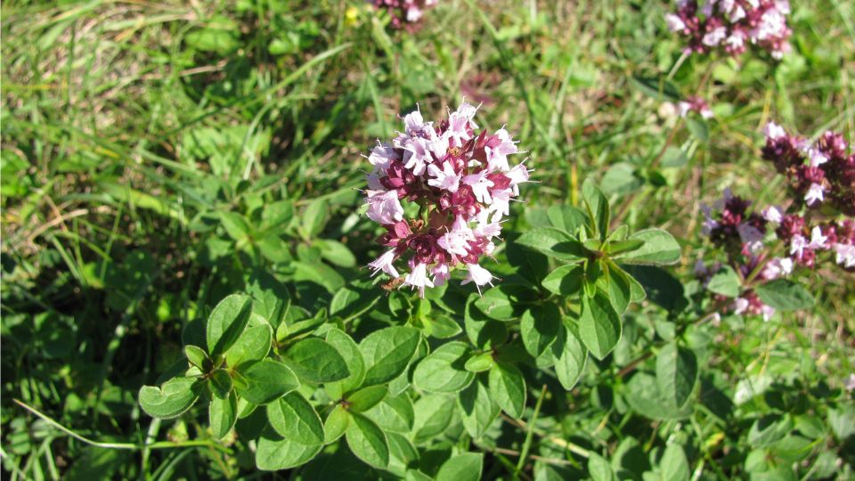 oregano Origanum vulgare 3