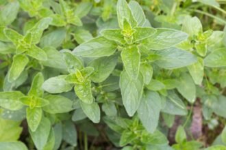 Friss oregánó levelek, zöld színben, buja növényzet között.