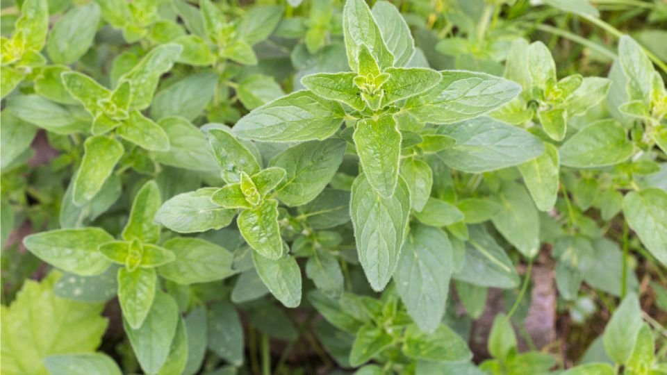 Friss oregánó levelek, zöld színben, buja növényzet között.