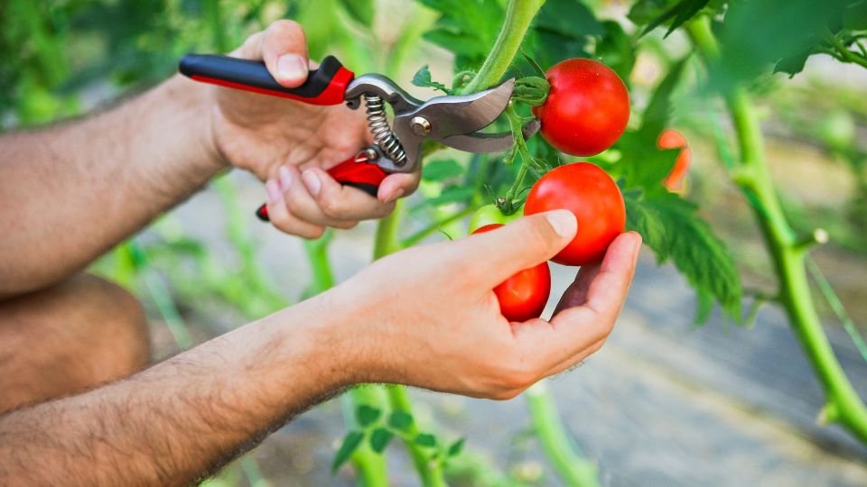 Egy ember paradicsomot szüretel a kertben, ollóval a kezében.