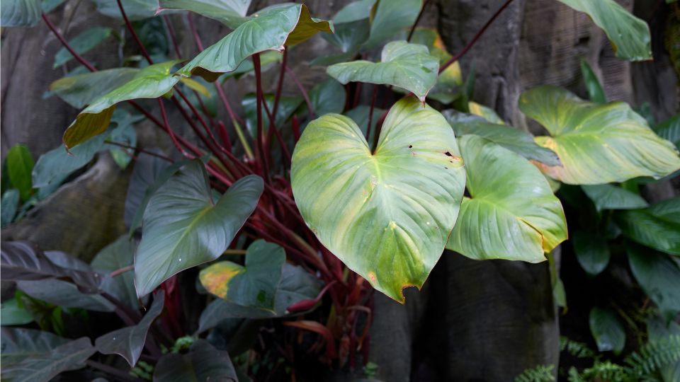 piroslo filodendron Philodendron erubescens 2