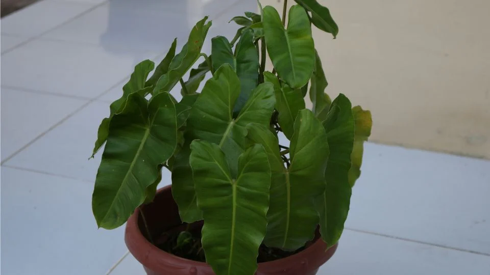 Pirosló filodendron – egészséges növény gondozása Egy egészséges pirosló filodendron növény zöld levelekkel, cserépben.