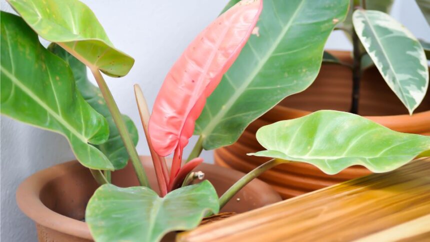 piroslo filodendron Philodendron erubescens