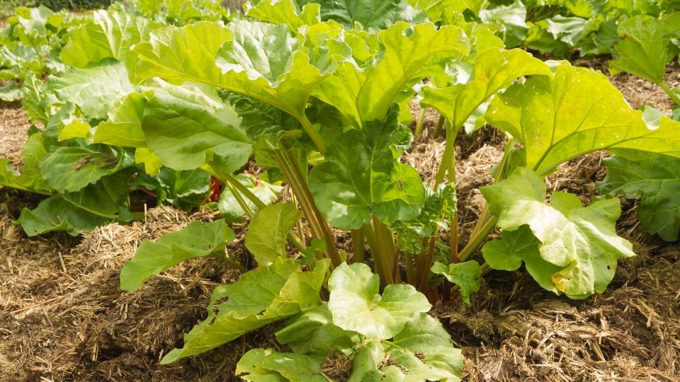 Friss rebarbara növények zöld levelekkel, napfényben, gazdag talajon.