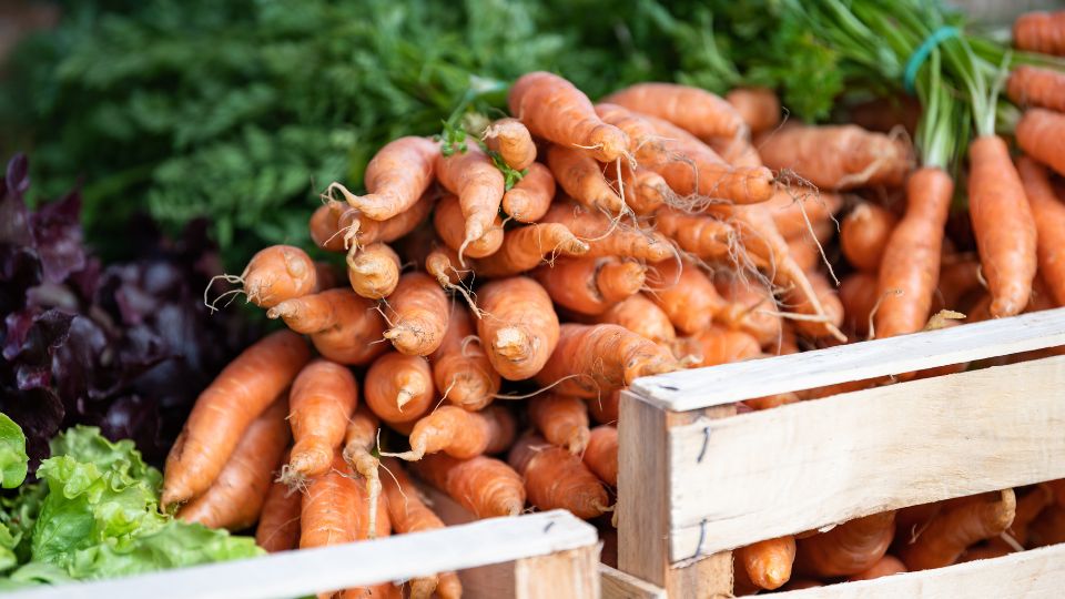 sargarepa Daucus carota subsp. sativus 1