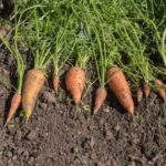 sargarepa Daucus carota subsp. sativus