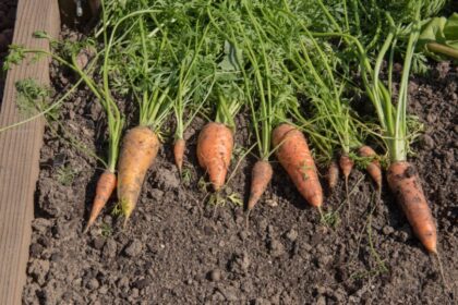 sargarepa Daucus carota subsp. sativus