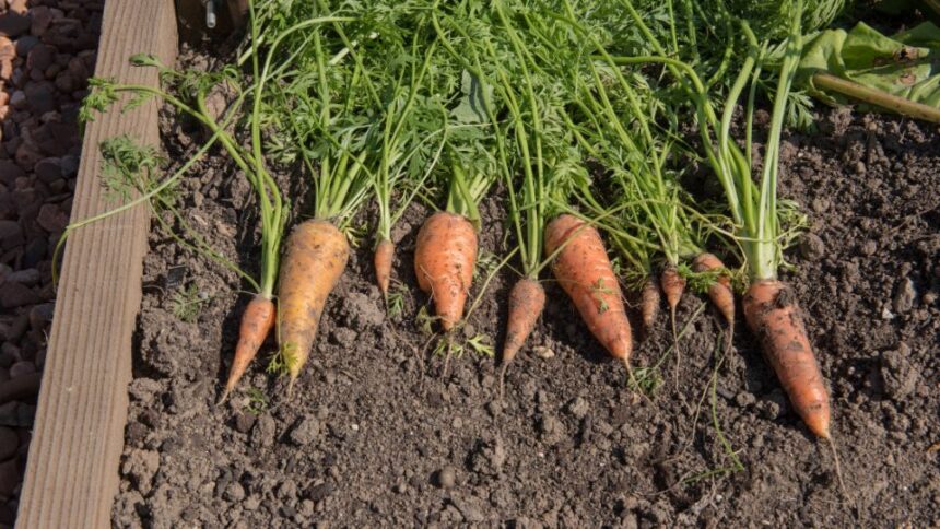 sargarepa Daucus carota subsp. sativus