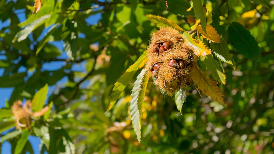 szelidgesztenye Castanea sativa 1