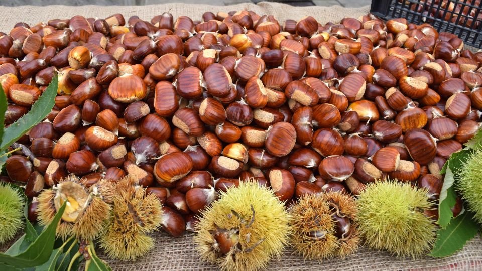 Szelídgesztenyék egy halomra rakva, mellette a tüskés burkak.