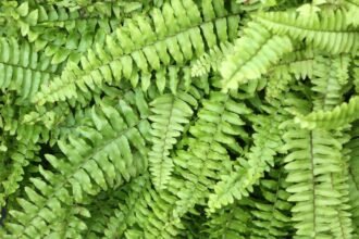 Friss, zöld szobapáfrány levelek gazdag, dús textúrája, amely otthoni kertbe illik.