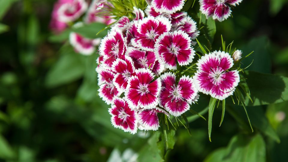 torokszegfu Dianthus barbatus 1