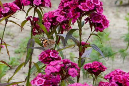 torokszegfu Dianthus barbatus