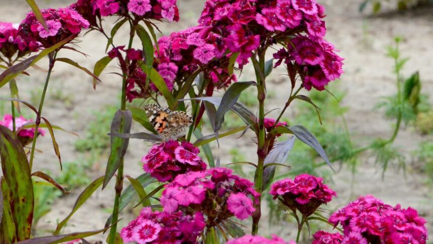 torokszegfu Dianthus barbatus