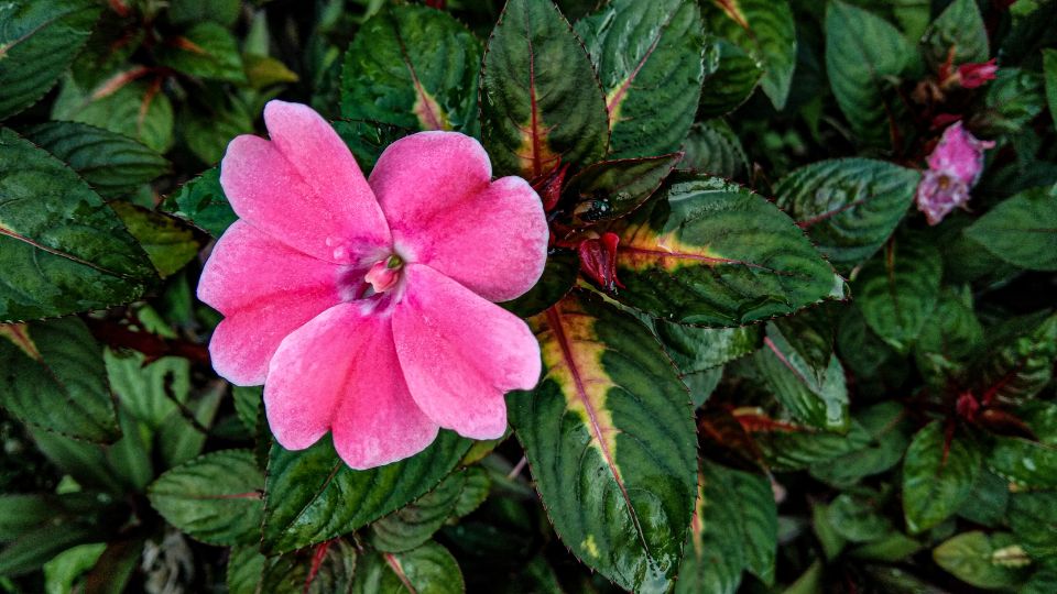 torpe nebancsviragrol Impatiens walleriana 1