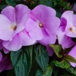 torpe nebancsviragrol Impatiens walleriana