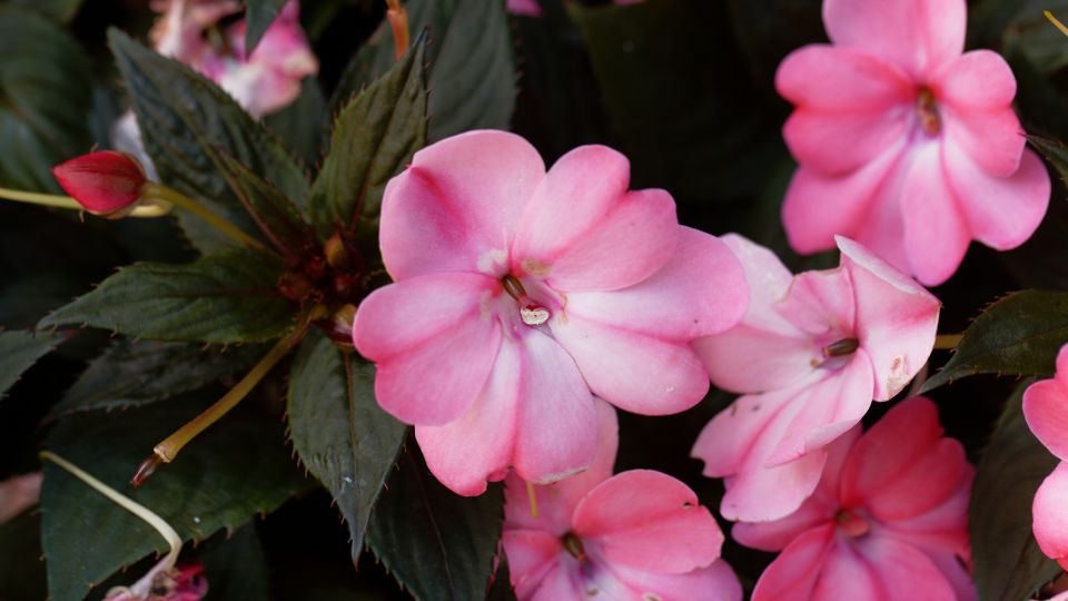 torpe nebancsviragrol Impatiens walleriana 3