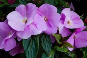 Törpe nebáncsvirágok (Impatiens walleriana) élénk, rózsaszínű virágokkal, zöld levelek között.