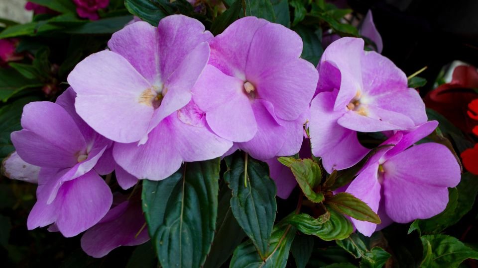 Törpe nebáncsvirágok (Impatiens walleriana) élénk, rózsaszínű virágokkal, zöld levelek között.