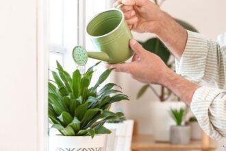 Egy zöld öntözőkannából víz folyik egy szobanövényre, a háttérben más növények láthatók.