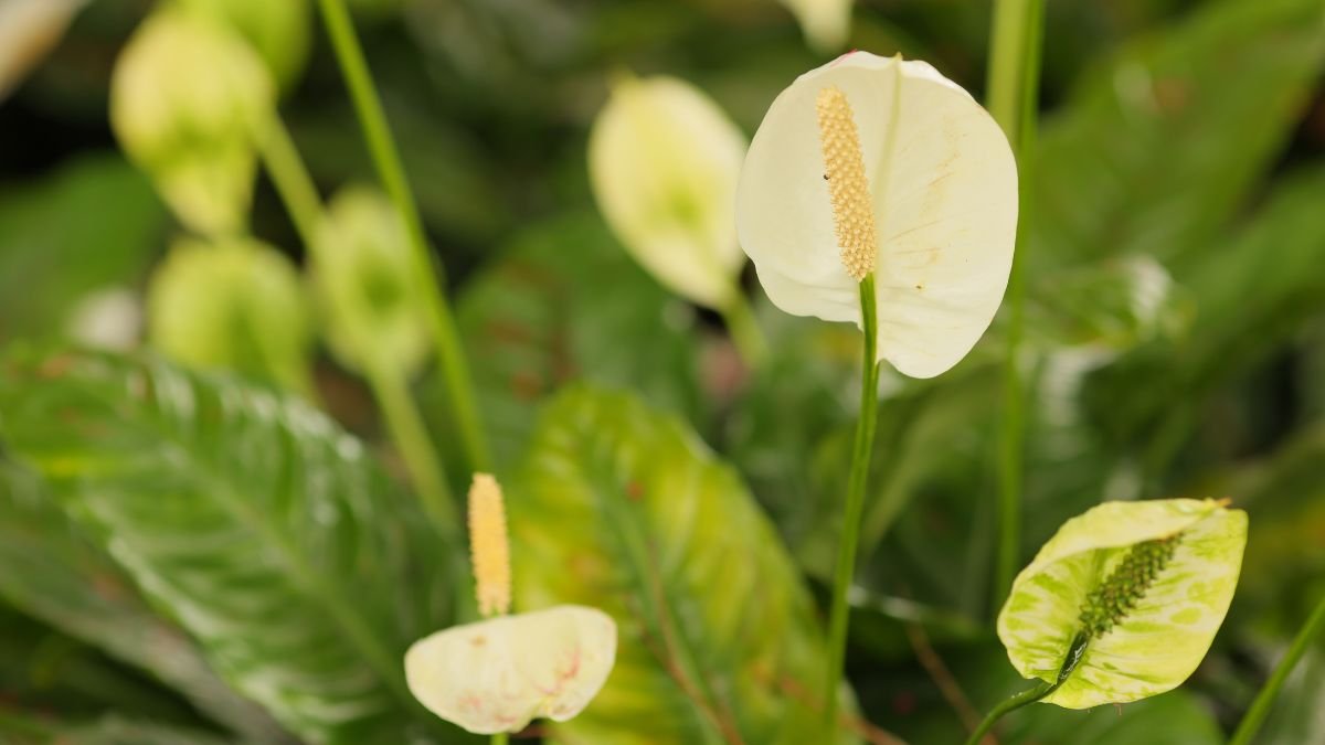 A vitorlavirág (Spathiphyllum) fehér virágai és zöld levelei szépen megjelennek egy szobanövényekkel teli környezetben.