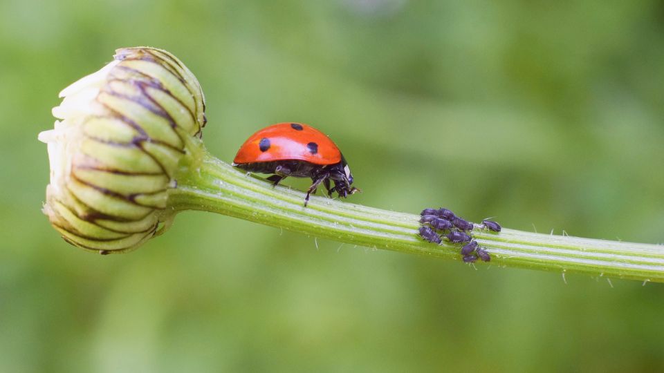 Biologiai novenyvedelem 1