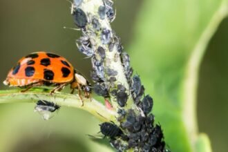 Egy katicabogár egy növényi ágon, körülötte levéltetvek találhatók.