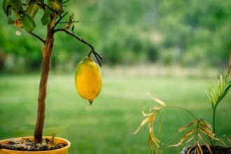 Egy citromfa, érett citrommal, zöld háttérrel. A fa virágai is láthatóak.